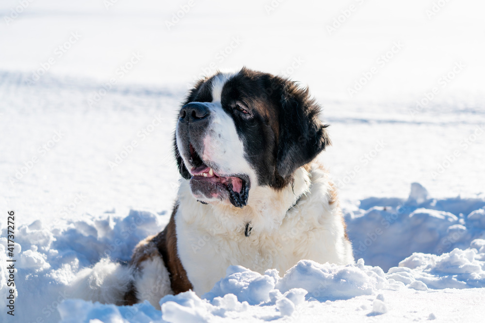 Healthy Saint Bernard purebred dog winter scene.