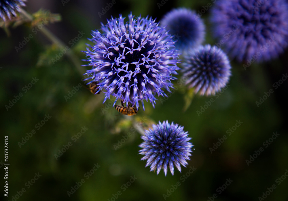 Close-up of globe thistle flowers, Lanckorona, Lesser Poland, Poland