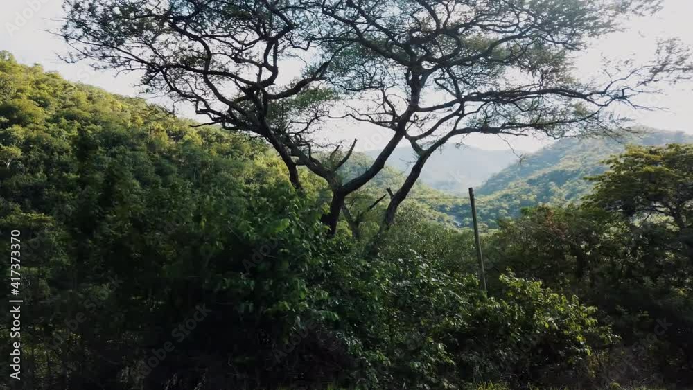 Thickly Forest Woods And Vegetation In Mountain Ranges During Summer In Tanzania. - POV Thickly Forest Woods And Vegetation In Mountain Ranges During Summer In Tanzania. - POV