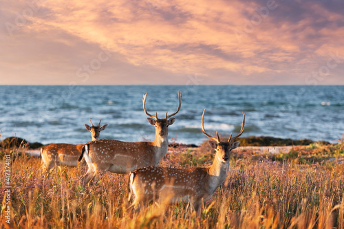 Beautiful sika dappled deers family with great horns on a meadow. Blue sea on background