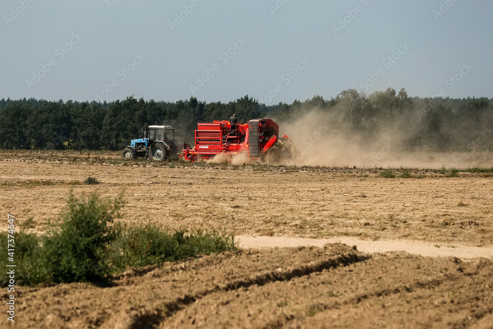 Fototapeta premium The combine harvests potatoes in the field. Kyiv region, Ukraine. August 2014 