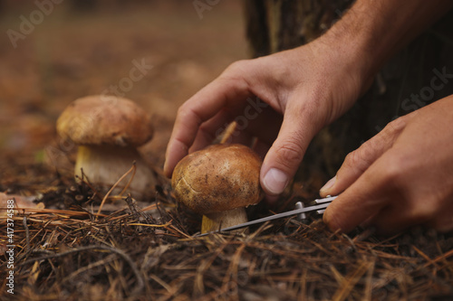 Man picking mushrooms in autumn forest, closeup