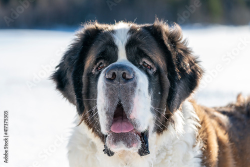 Fototapeta Naklejka Na Ścianę i Meble -  Adult Saint Bernard closeup Portrait purebred dog playing around in Snow