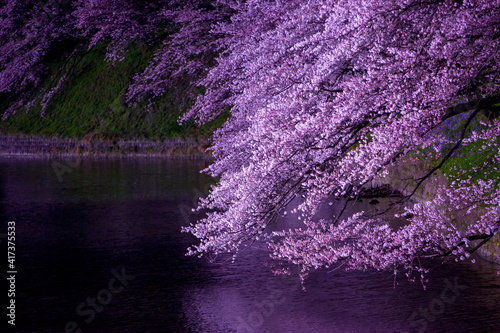 水面の夜桜　千鳥ヶ淵
