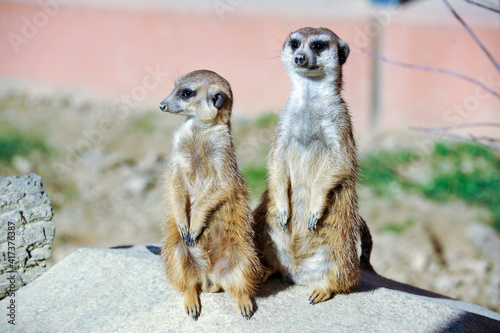 Erdmännchen im Stadtpark Lahr 