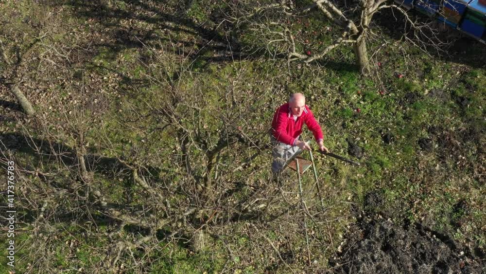Aerial view on gardener who is cutting branches, pruning fruit trees with pruning shears in the orchard Aerial view on gardener who is cutting branches, pruning fruit trees with pruning shears in the orchard