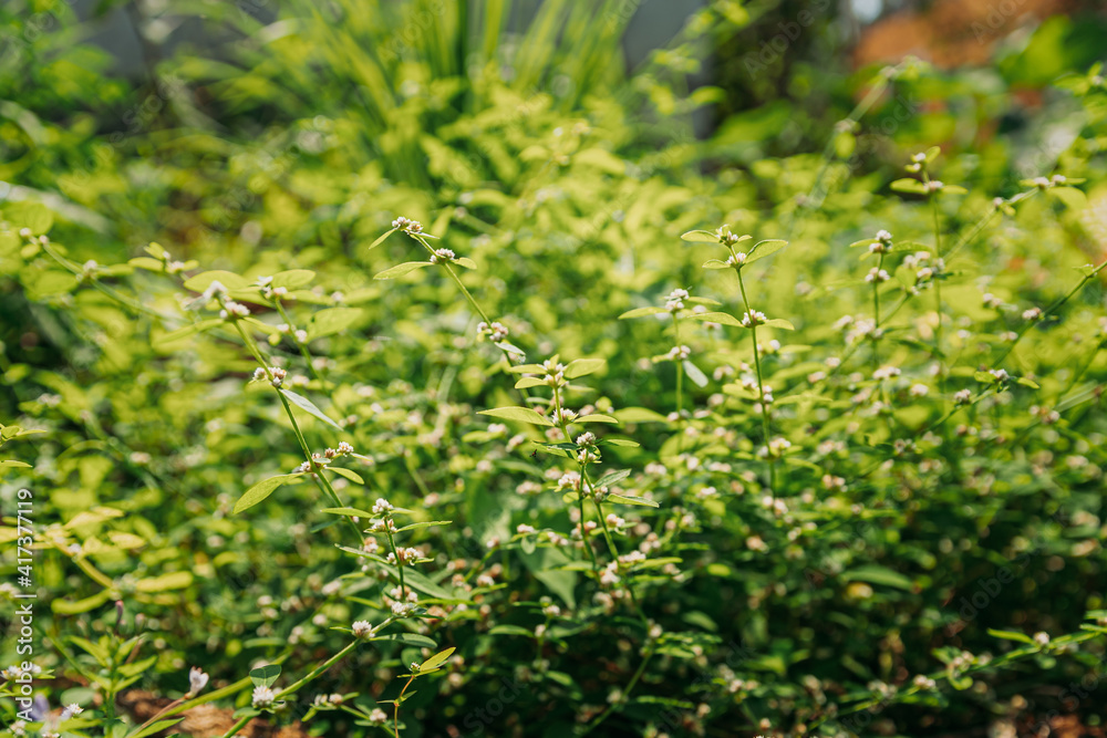 Goa, India. Flower Of Cymbopogon, Also Known As Lemongrass Or Barbed Wire Grass In Sunny Light Goa, India. Flower Of Cymbopogon, Also Known As Lemongrass Or Barbed Wire Grass In Sunny Light