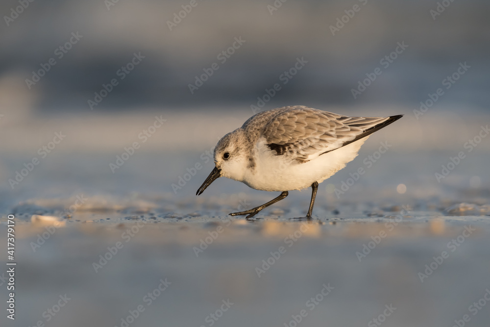 Sanderling (Calidris alba) looking for food on the beach of Hoek of Holland, photographed during the golden hour, with sunrise. Sanderling (Calidris alba) looking for food on the beach of Hoek of Holland, photographed during the golden hour, with sunrise.