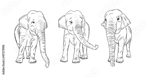 Indian elephants isolated on white background. Engraved Thailand elephants set. Sketch vector illustration
