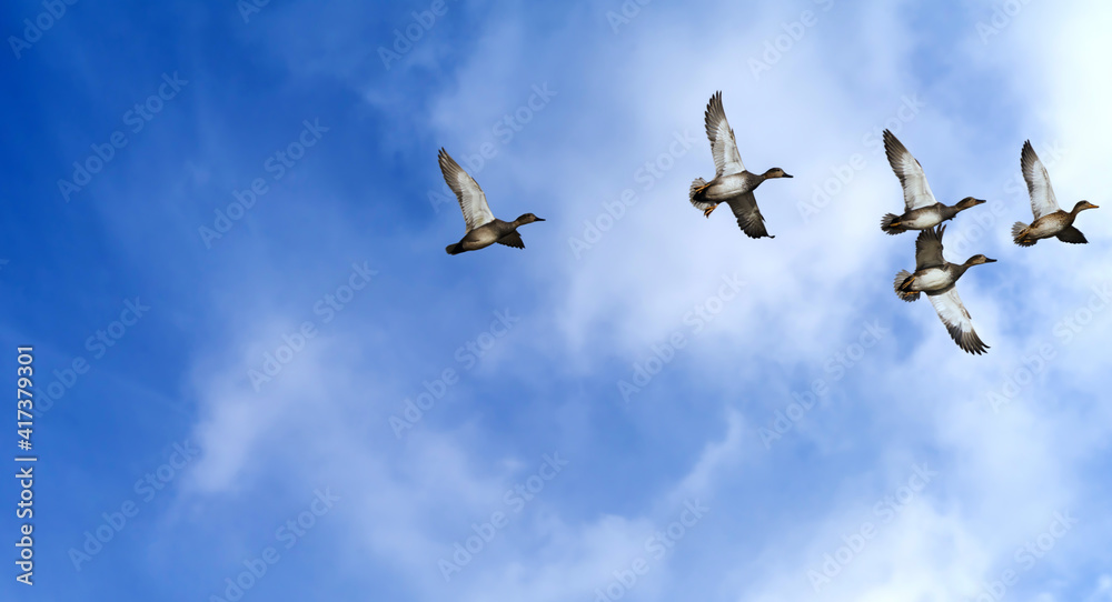 Flying geese, anser anser, against a slightly cloudy sky