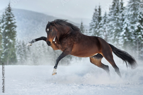 Fotografie Bay horse with long mane run in mountain landscape
