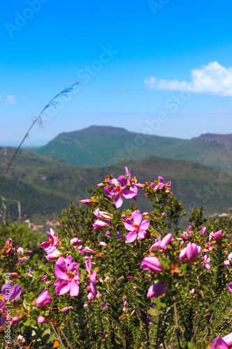 Flores fotografadas em primeiro plano com montanhas ao fundo. photo