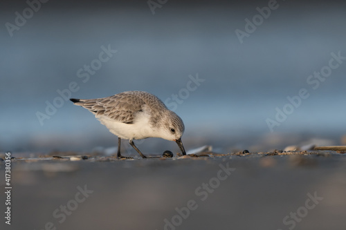 Sanderling (Calidris alba) looking for food on the beach of ijmuiden aan zee(The Netherlands), photographed with sunrise.