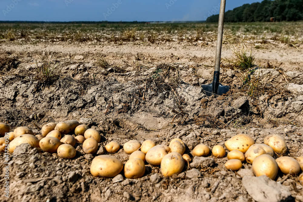 Fototapeta premium A shovel sticks out in the ground near a pile of dug potatoes. Harvesting.
