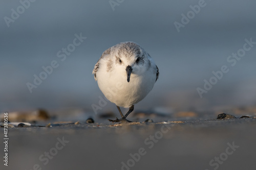 Sanderling (Calidris alba) looking for food on the beach of ijmuiden aan zee(The Netherlands), photographed with sunrise.