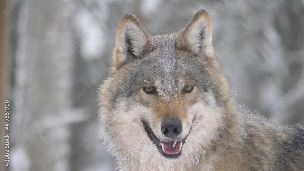 Frosted quirky Scandinavian Grey Wolf happily savouring the snowfall - Portrait Medium close-up shot Frosted quirky Scandinavian Grey Wolf happily savouring the snowfall - Portrait Medium close-up shot