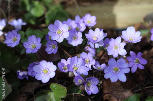 Fototapeta Naklejka Na Ścianę i Meble -  Leberblümchen