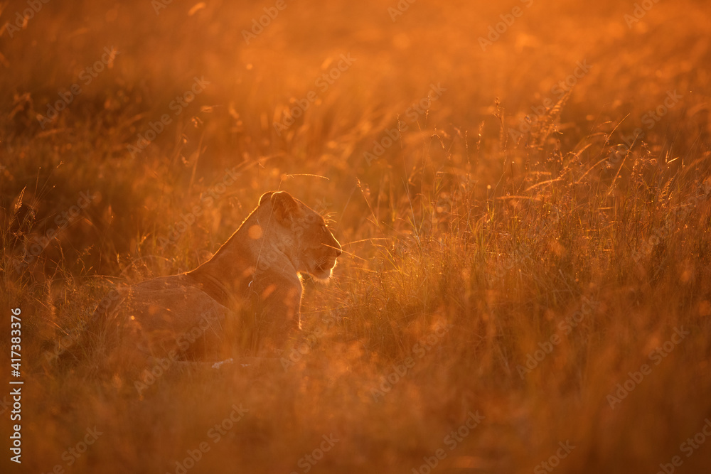 Lion in the morning light at Masai Mara, Kenya Lion in the morning light at Masai Mara, Kenya