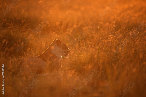 Lion in the morning light at Masai Mara  Kenya