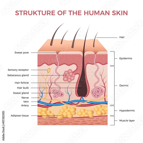 Skin anatomy. Human normal skin dermis epidermis adipose layers recent vector biological infographic. Illustration anatomy skin human epidermis structure photo