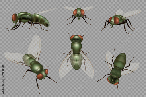 Fly set. Realistic dirt insects pests decent vector mosquito illustrations. Fly insect pest buzz, parasite disgusting collection
