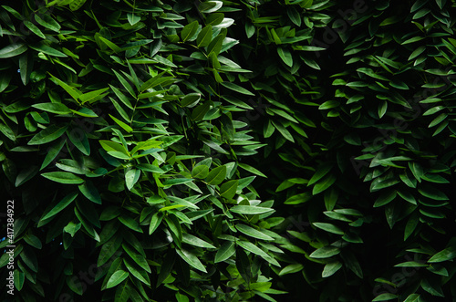 Green leaves wall spring background