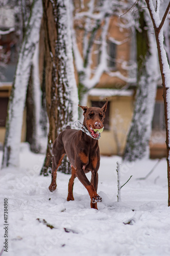 Doberman pinscher playing in a snowy park