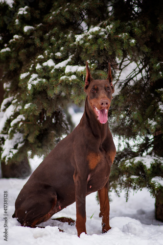 Doberman pinscher playing in a snowy park