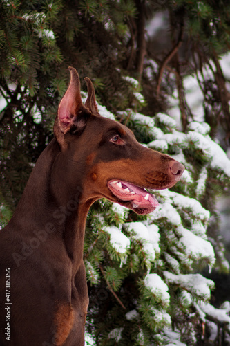 Doberman pinscher playing in a snowy park