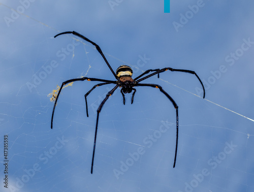 spider on the web © Christoni