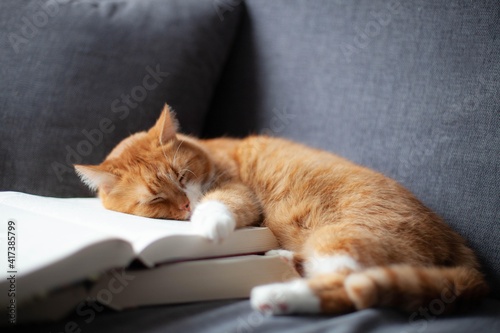 the red cat is curled up in a ball and sleeps on two large, thick books. Education concept and learning difficulties