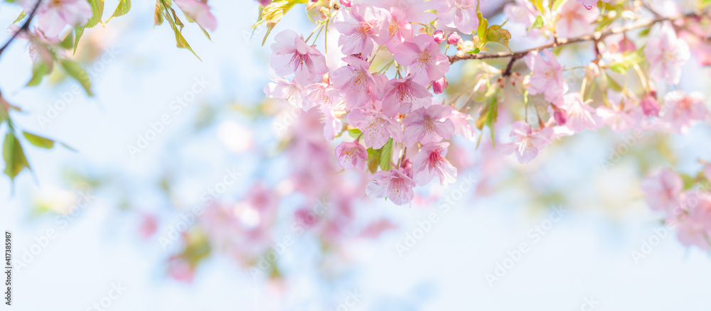 桜 満開の花 河津桜 白背景 青空 パノラマ クロースアップ  春 日本
