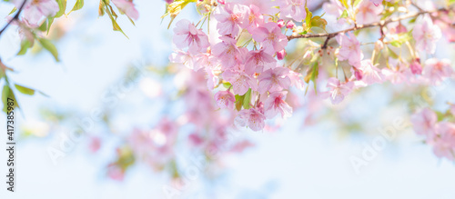 桜 満開の花 河津桜 白背景 青空 パノラマ クロースアップ  春 日本 © lemacpro