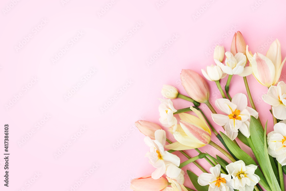 Spring blossoming daffodils and tulip flowers on light pink background, pastel and soft springtime floral card	