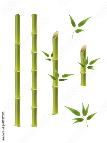 Green bamboo branches and leaves. Realistic 3d Detailed Bamboo Shoots Set