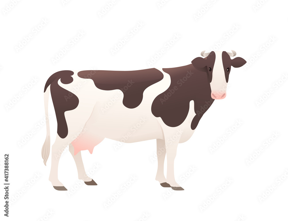 Dairy cattle ayrshire cow spotted domestic mammal animal cartoon design vector illustration on white background