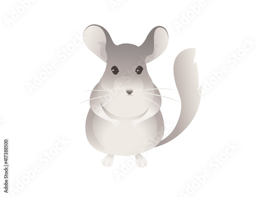 Little grey chinchilla cute fluffy pet cartoon animal design vector illustration isolated on white background