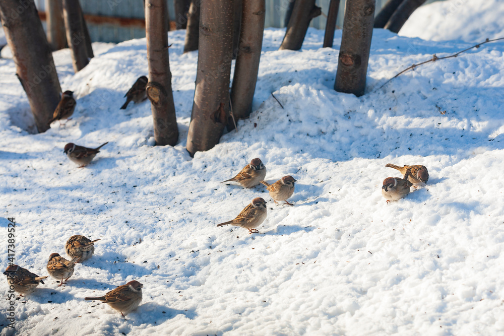 A flock of sparrows on the snow under the mountain ash pecks at the seeds. Selective focus.
