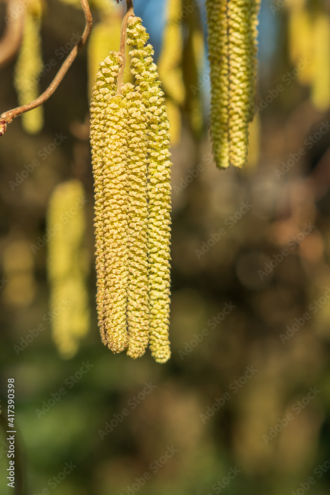 Allergie duch Pollen Allergie duch Pollen