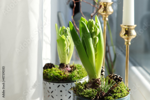 Potted hyacinths on window sill indoors. First spring flowers