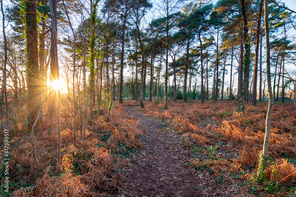 Woodland at Holme Lane near Wareham in Dorset Woodland at Holme Lane near Wareham in Dorset