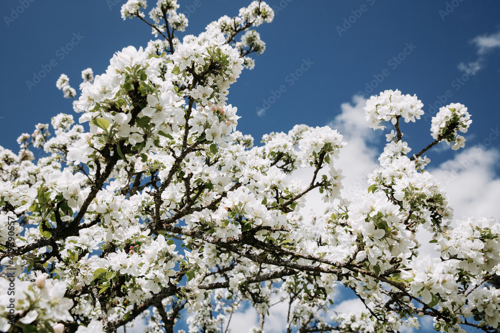 Apple tree blossom against blue sky background. Apple tree blossom against blue sky background.
