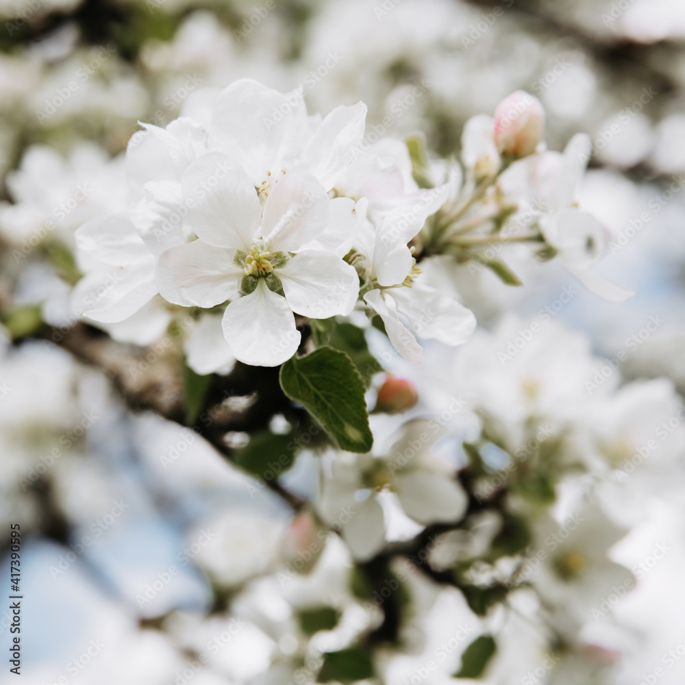 Apple tree blossom, close up image.