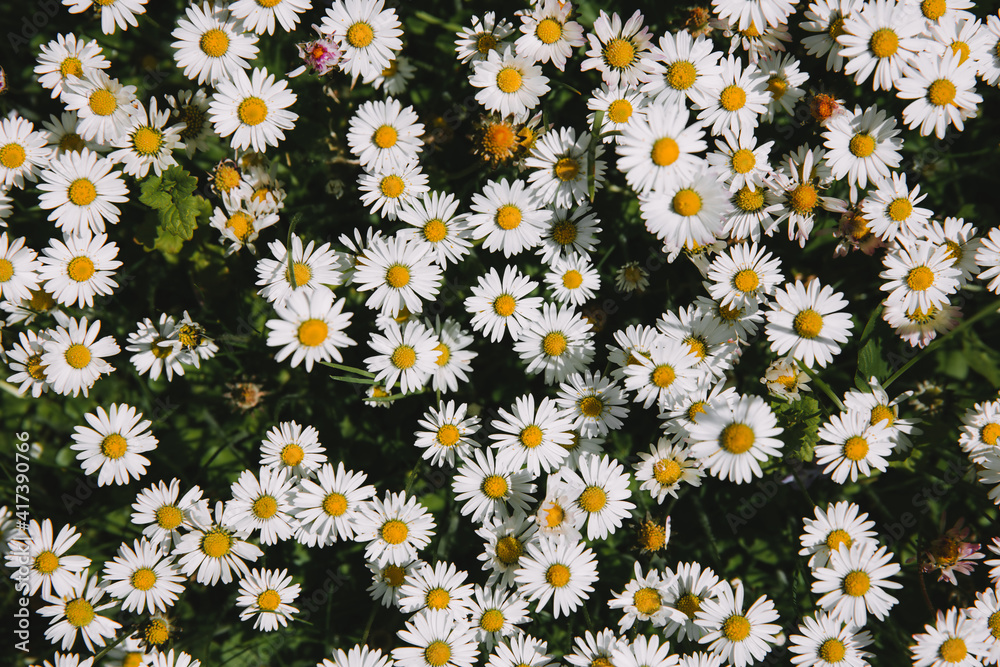 Daisy flowers above view, garden detail.