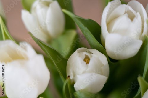 white tulips