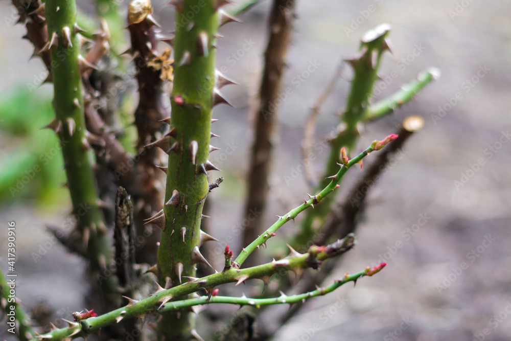 Trimmed rose bush. Close-up part of thorn bush. Stem of rose bush with thorns and green leaves on blurred gray background. Twig. Side view. Copy space. Selective focus