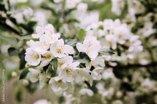 Apple tree blossom, close up image.