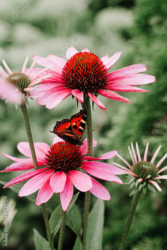 Echinacea flower with butterfly, macro image.