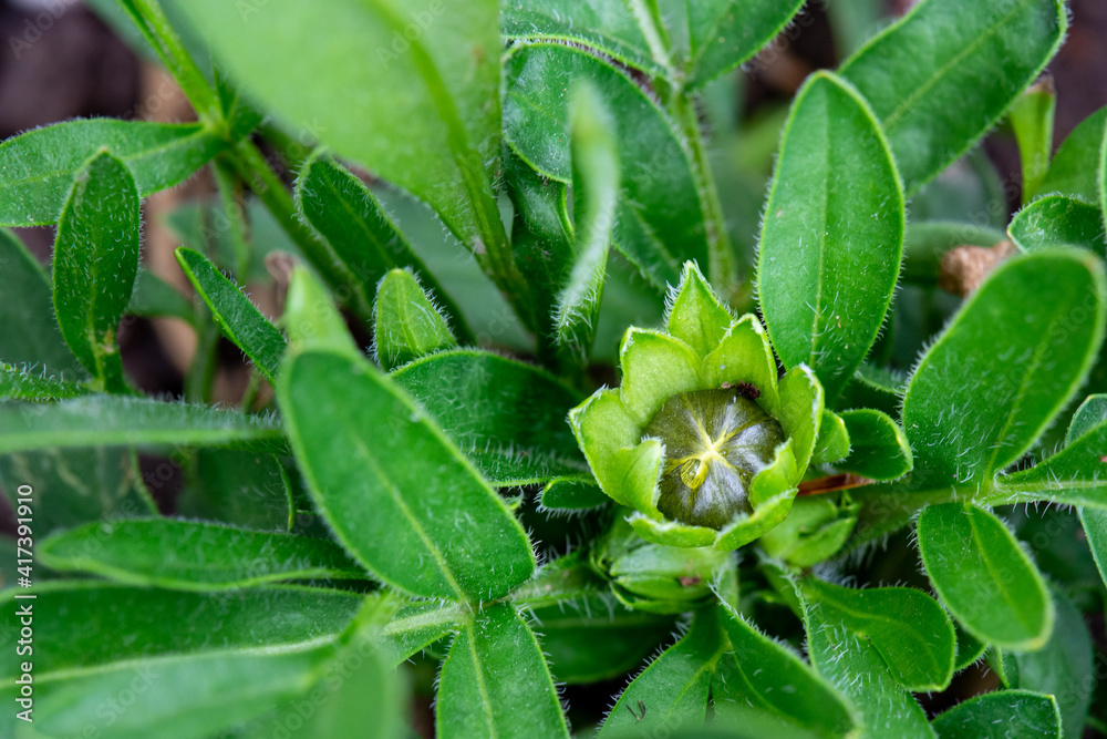 Tickseed Flower Bud with Foliage, Coreopsis Tickseed Flower Bud with Foliage, Coreopsis