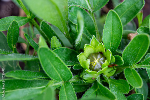 Tickseed Flower Bud with Foliage, Coreopsis